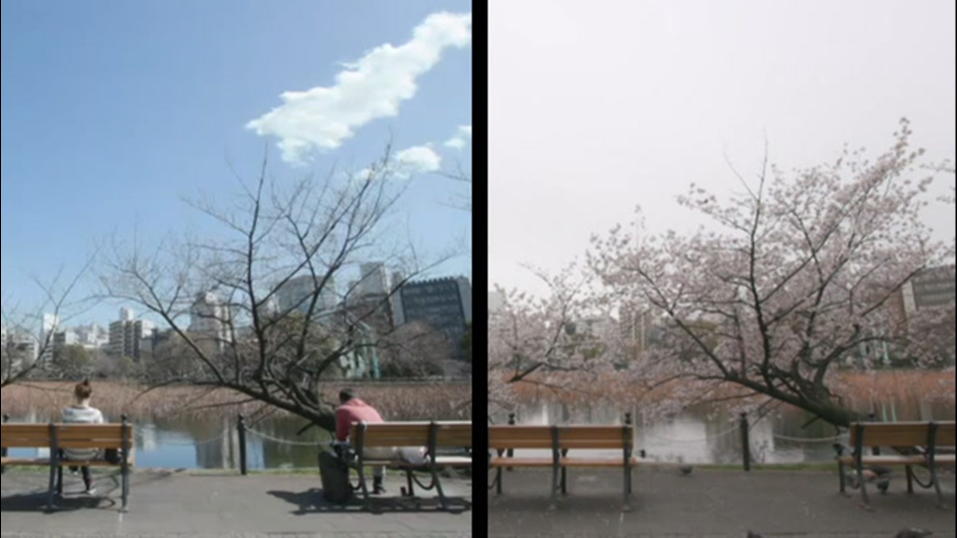 Japan's famed cherry blossoms are blooming, but there's few people out and about to see them due to the COVID-19 pandemic.