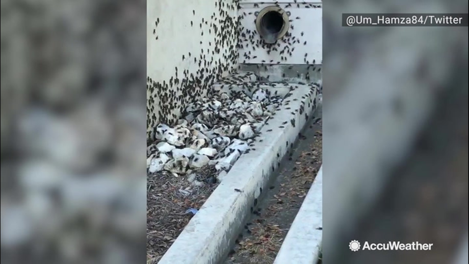 Crickets are gathering in the thousands in San Antonio, Texas, as a cold front moved through the area on Oct. 8.