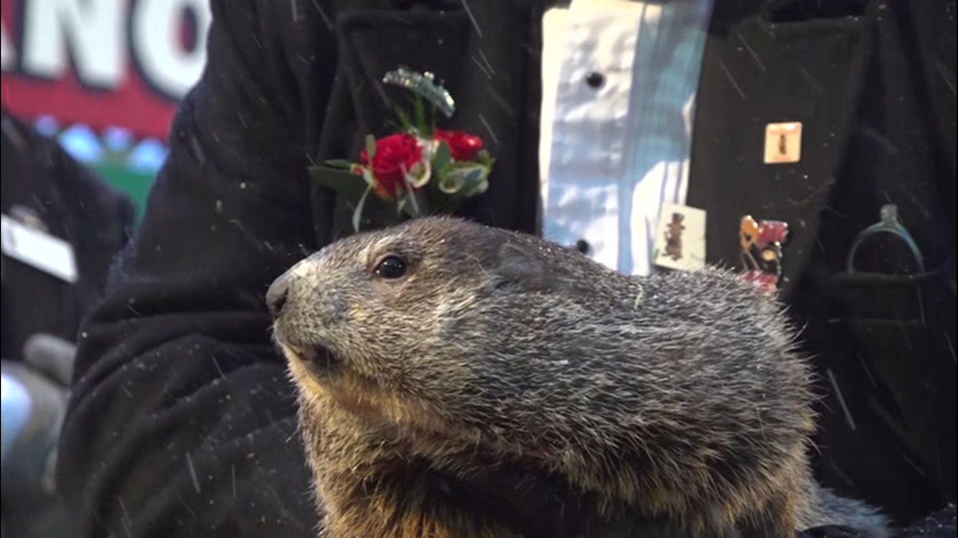 Punxsutawney Phil predicts an early spring