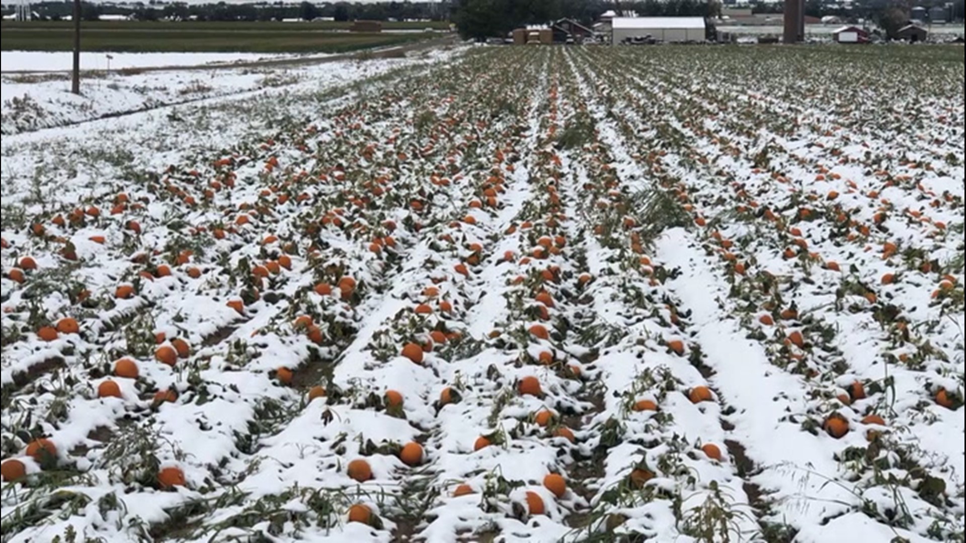 Crops damaged by early snow and cold in Colorado