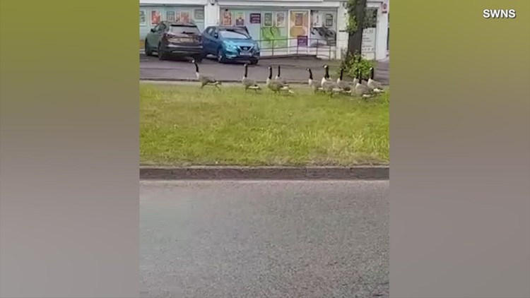 These Geese Had Some Needed Help Crossing the Road
