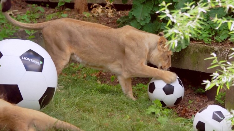 Watch This Adorable Lioness Play Soccer at the London Zoo
