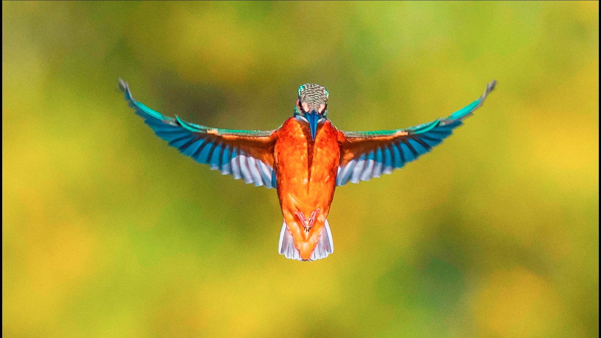 One-in-a-Million Picture of Kingfisher Bird Snapped by Amateur Photographer