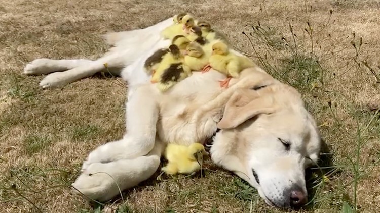 Aww! Labrador Adopts Flock of Orphaned Ducklings