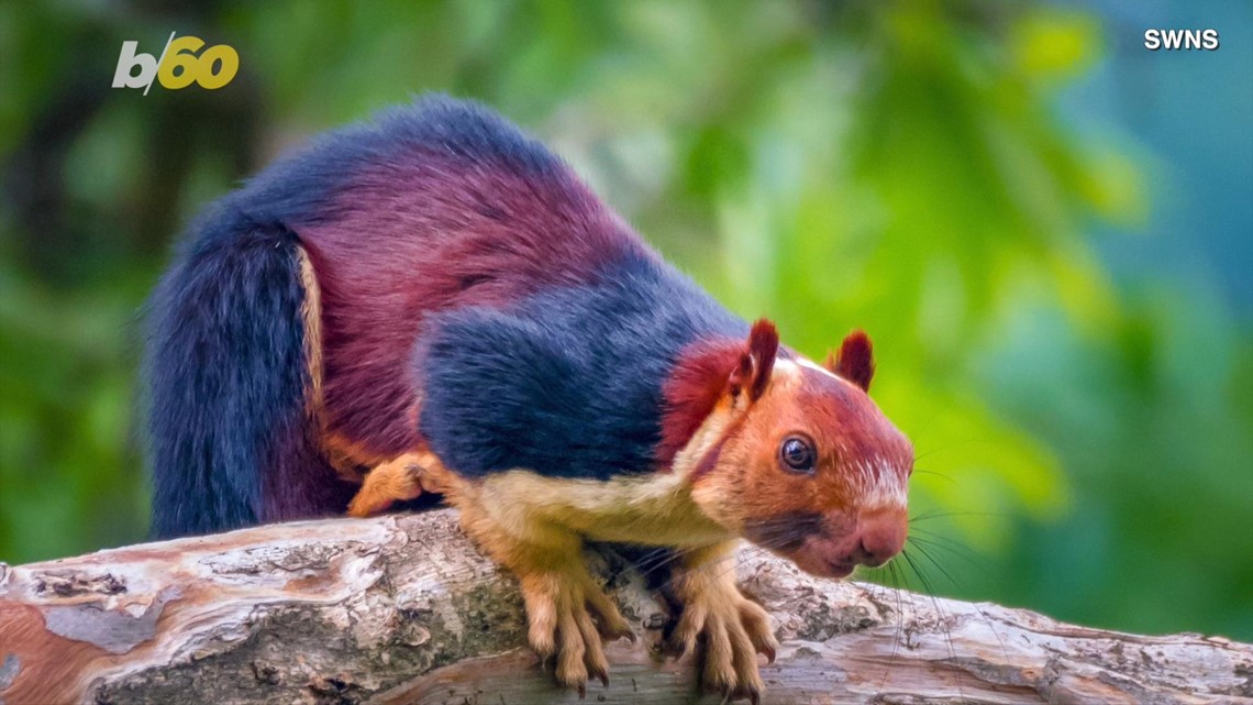 giant squirrel teddy