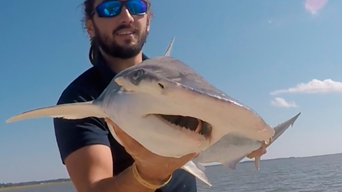 Scientists: Sharks use Earth's magnetic field as a GPS - Vimarsana News