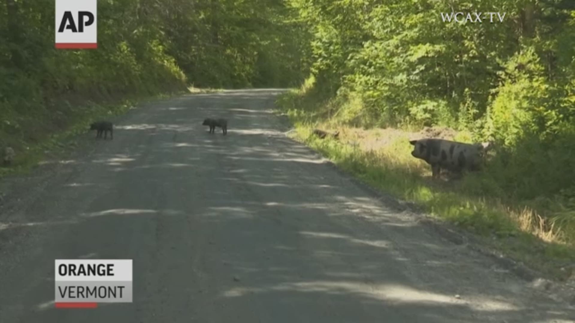 A Vermont farmer says most of the 250 pigs that escaped earlier this month from a fenced-in area are back.