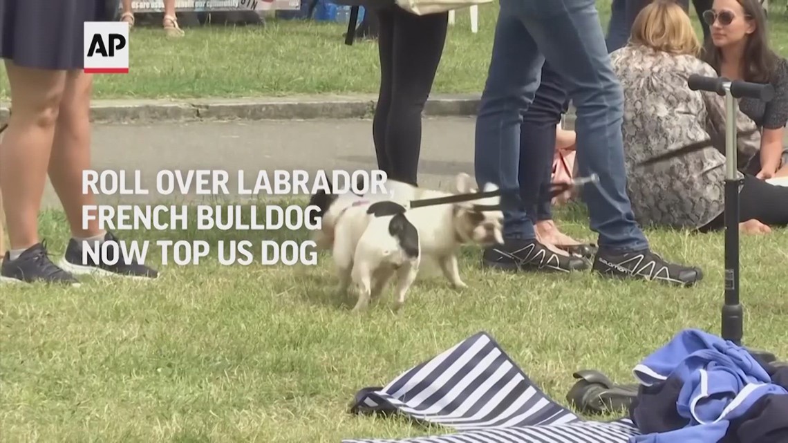 Top dog breeds in America for 2022