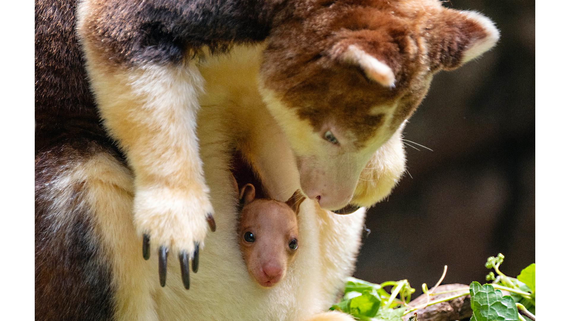 Baby Tree Roo Photos show first public appearance by baby tree kangaroo ...