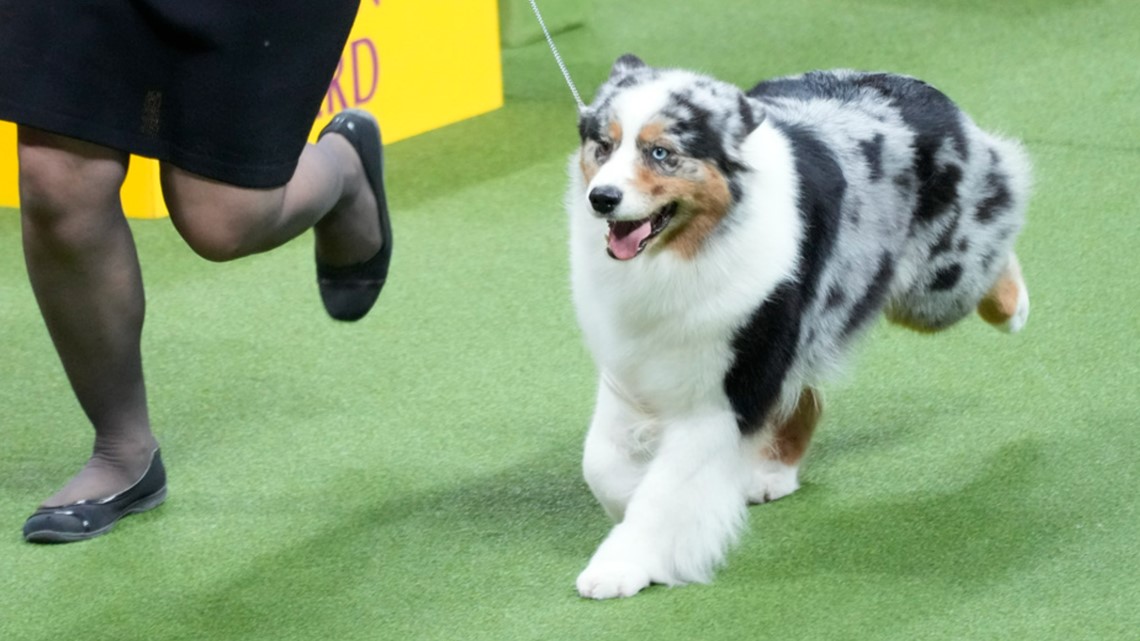 Westminster Kennel Club dog show: See pics | firstcoastnews.com - Vimarsana News