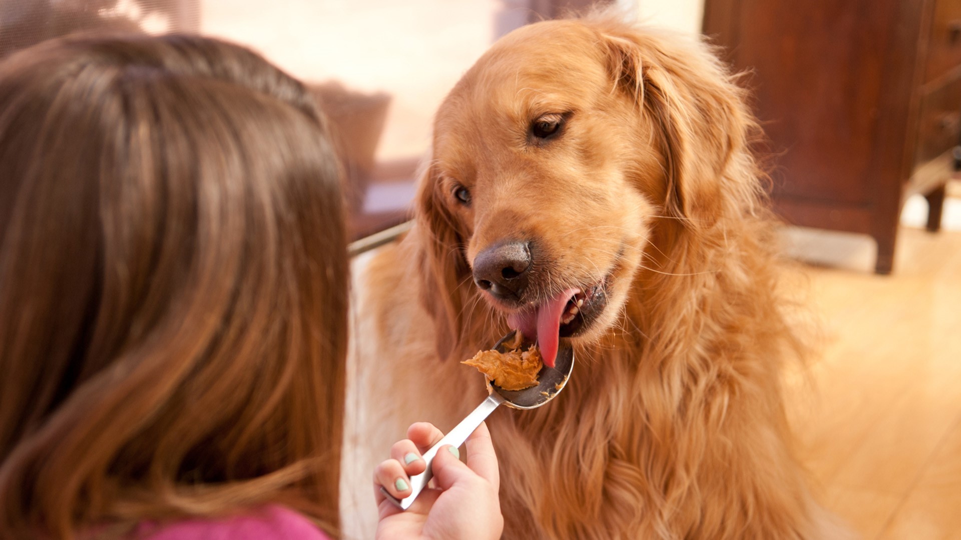 Xylitol can be deadly for dogs; FDA sends updated warning