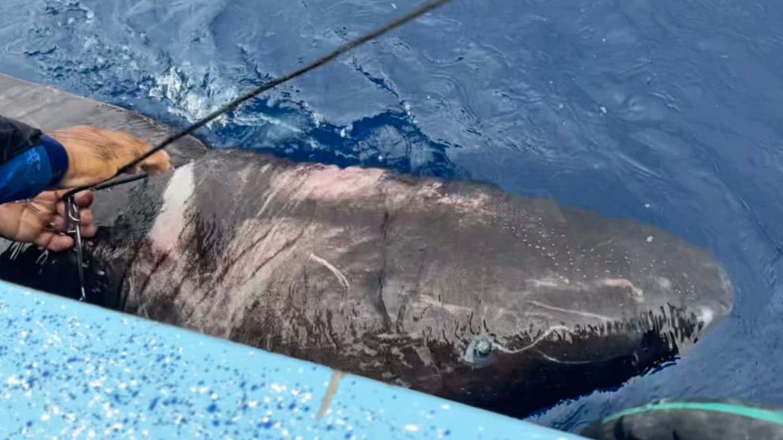 Greenland shark caught in Belize: How long do they live? - Vimarsana News
