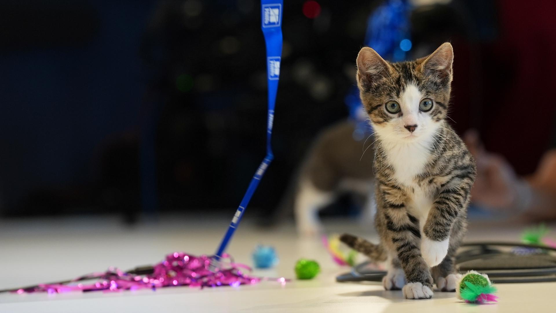 Shelters tend to get overwhelmed, especially when it comes to the 24-hour care and feeding of extremely young kittens. As a result, more foster homes are needed.