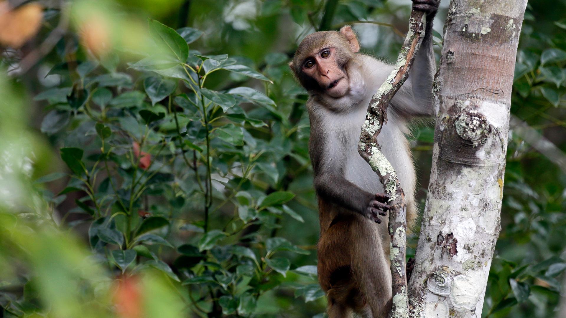 Officials are reporting the capture of 25 escaped monkeys and suggest that several are still nearby.