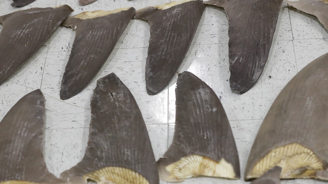 What is shark finning? Historic ban poised to become U.S. law - Vimarsana News