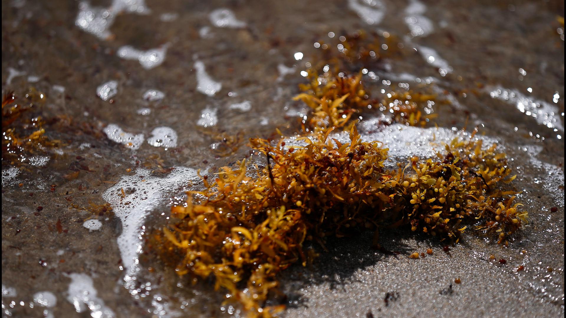 Sargassum invasion threatens spring break beaches | firstcoastnews.com
