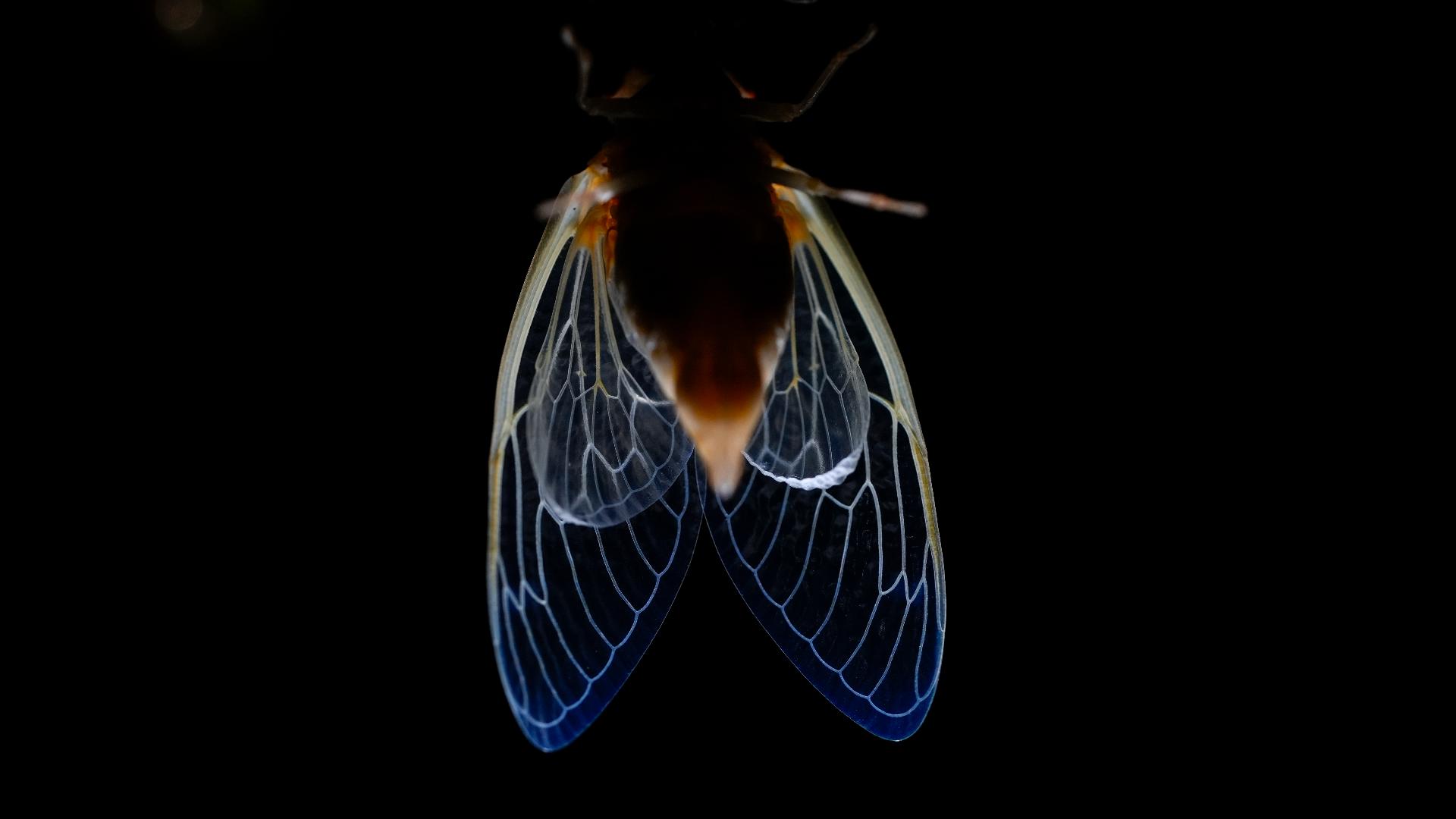 Cicadas bring chaos to Illinois, the epicenter of the bug invasion