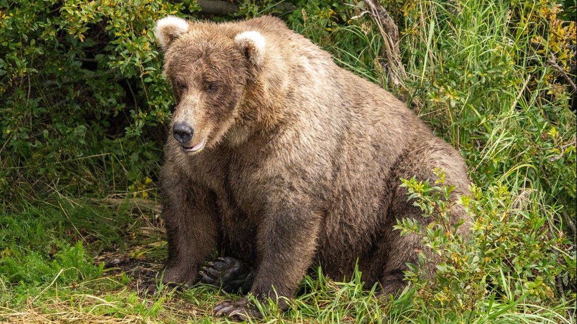 Who won Fat Bear Week 2023? | firstcoastnews.com - Vimarsana News