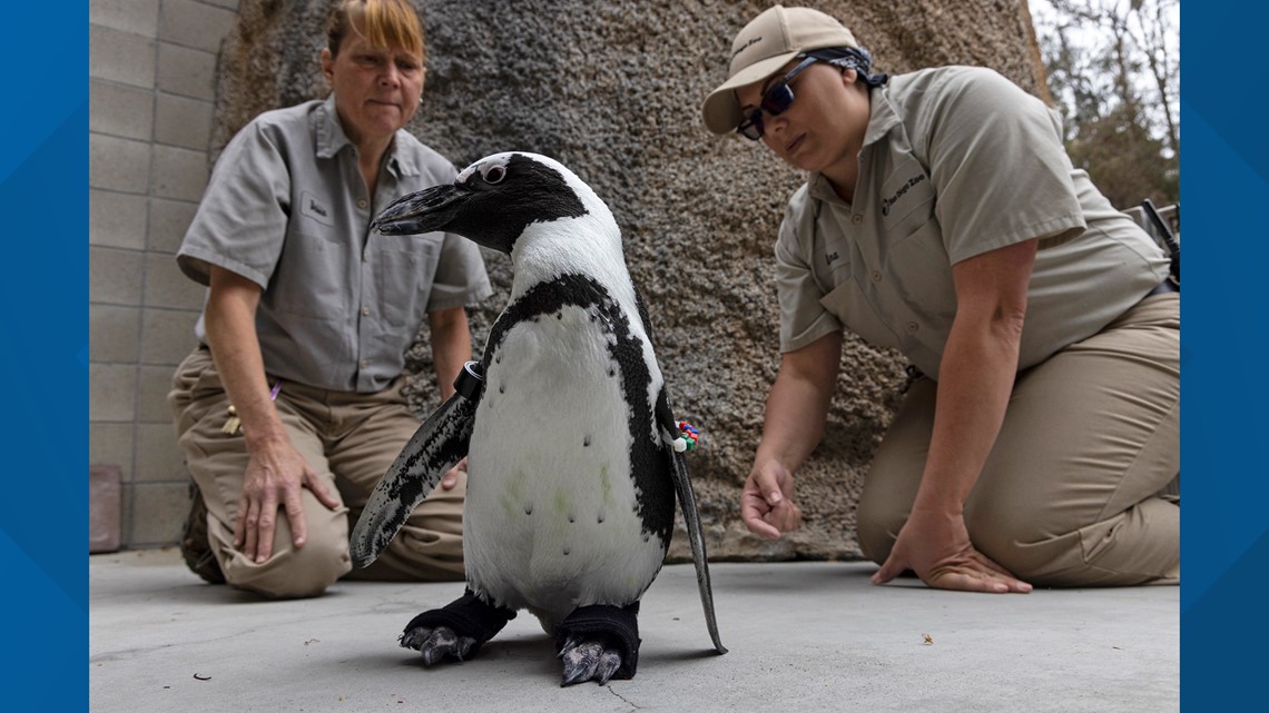 San Diego Zoo penguin Lucas gets orthopedic footwear - Vimarsana News