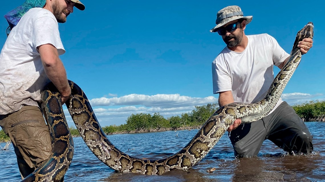 What's the biggest Burmese python ever caught in Florida? - Vimarsana News