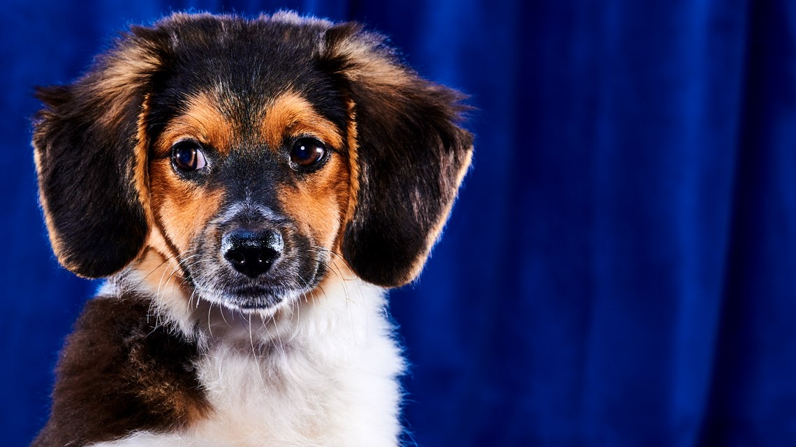 Puppy Bowl: Jax the puppy chooses his pick for Super Bowl 53 champions