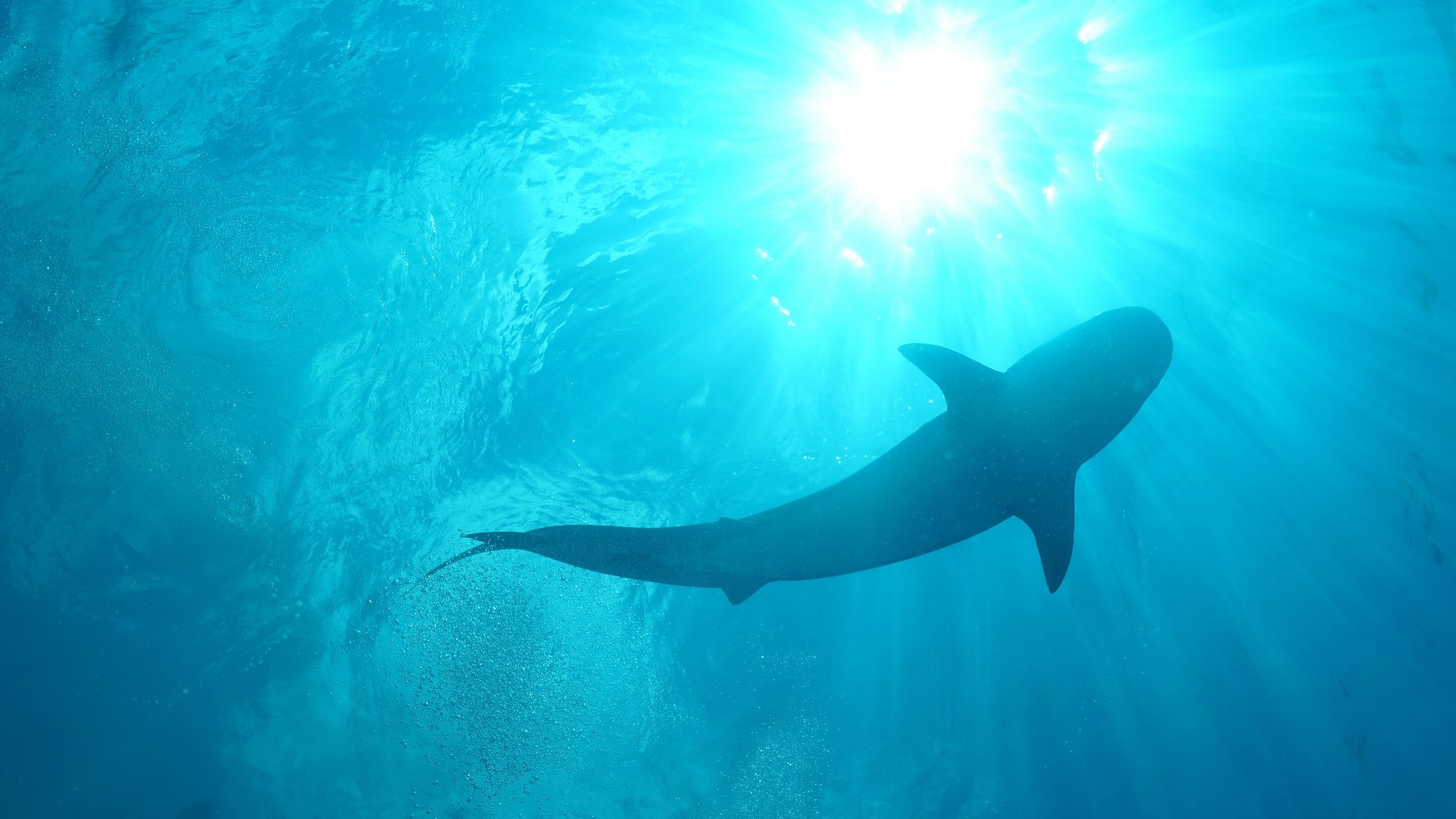 Research suggests ocean pH will drop from 8.1 to 7.3 by 2300, making the water 10 times more acidic than today.