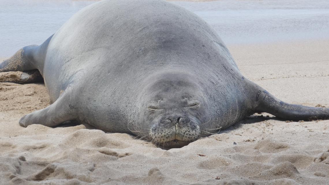 Washington tourist pleads not guilty in Hawaiian monk seal rock case ...