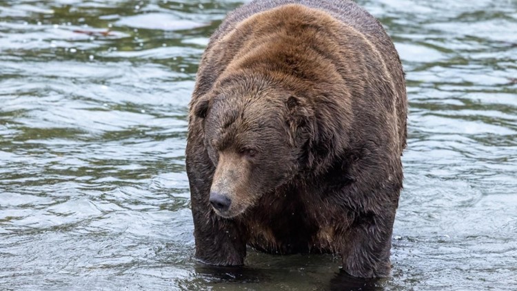 Voting begins for 'Fat Bear Week': Meet the chunky champs