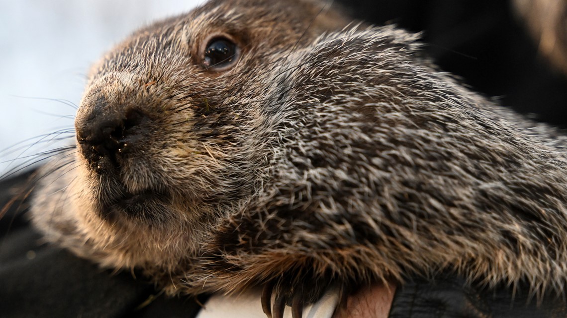 When is groundhog day? | firstcoastnews.com - Vimarsana News