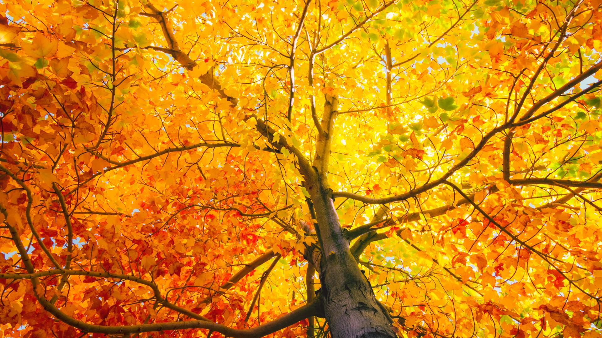 When does fall officially begin? | firstcoastnews.com