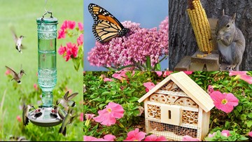 10 Popular Products That Will Attract Wildlife To Your Backyard