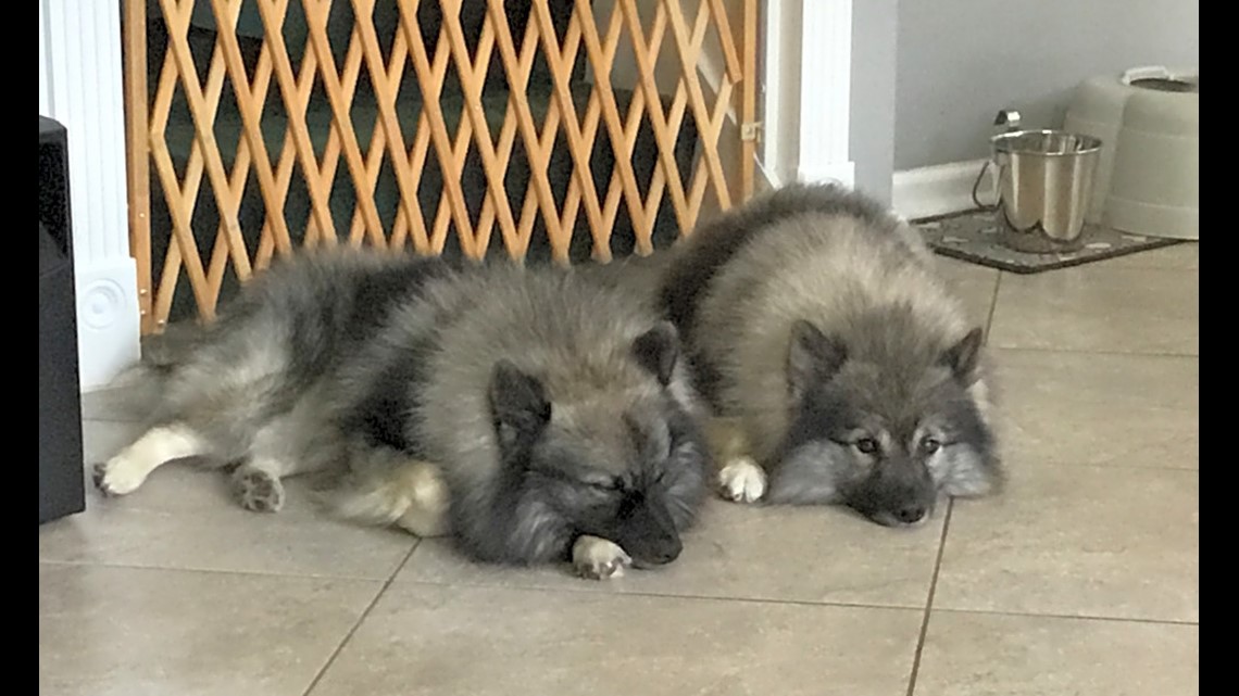 petfinder keeshond