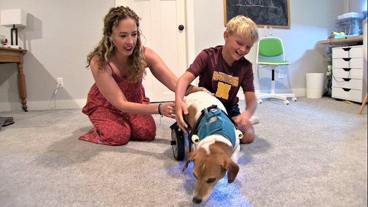 Fifth grader builds wheelchair for his teacher's dog