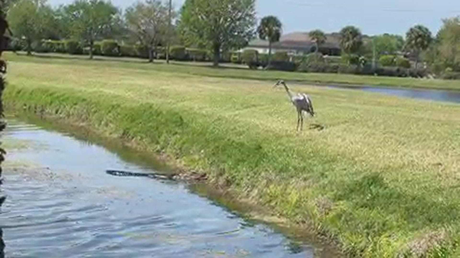 A video taken by Laura Akin of Florida shows a sandhill crane facing off against an alligator.