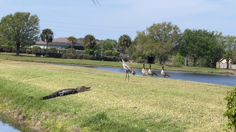Bird scares off alligator in Florida video