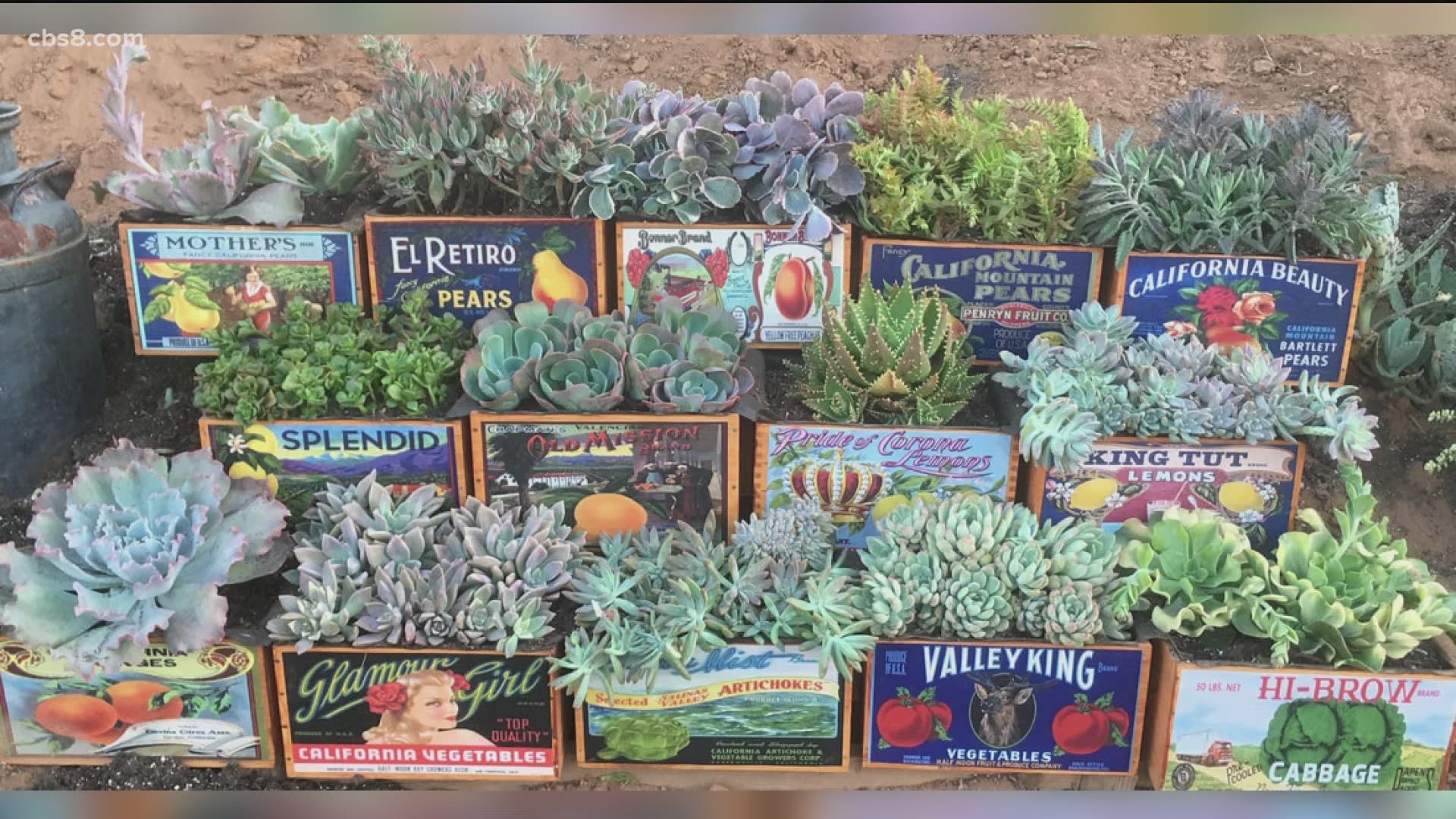 Farmstand 67 is  the dream & vision of a husband and wife wanting a homestead lifestyle. Check them out at farmstand67.com.