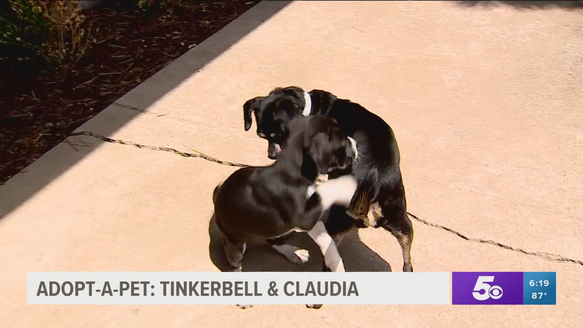 Adopt A Pet Claudia Tinkerbell Firstcoastnews Com