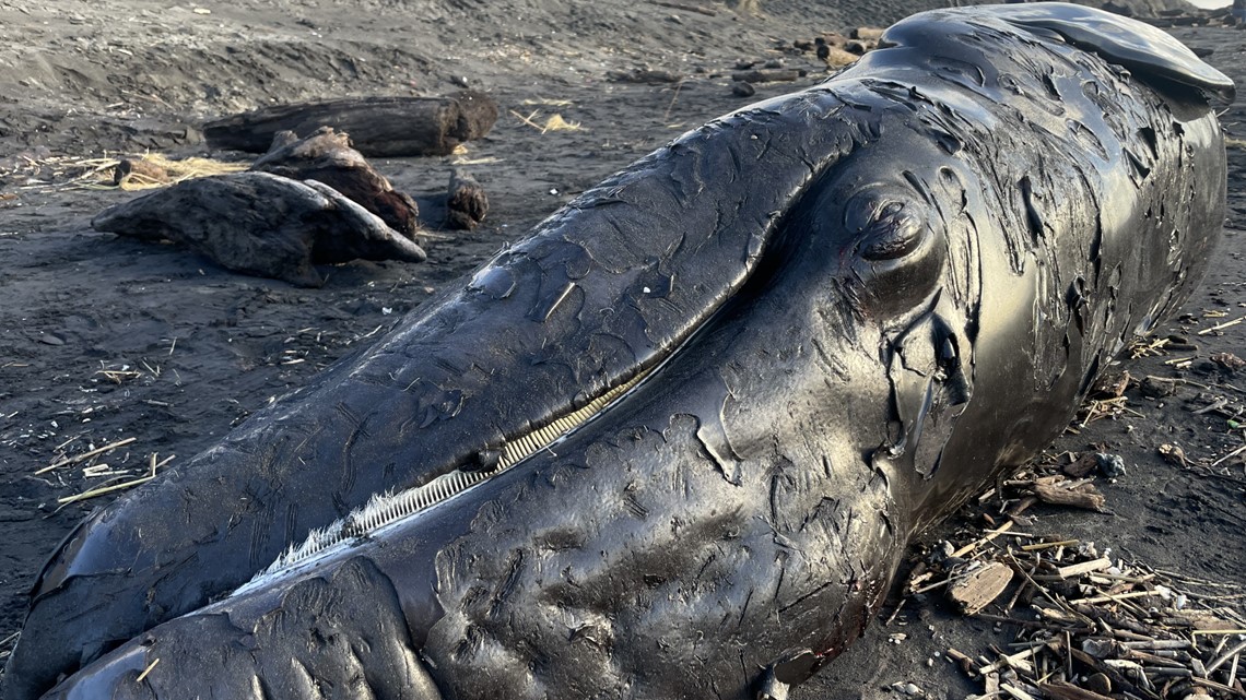Expert says 3 dead whales that washed up in Oregon within a week is 'pure coincidence'