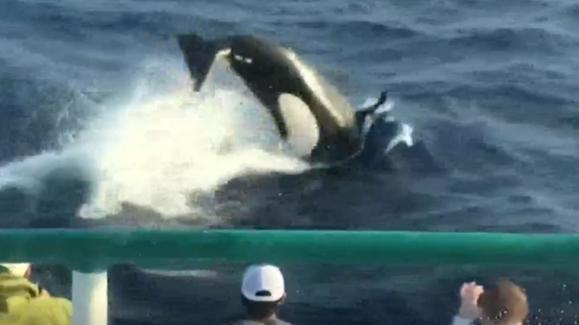 It's probably one of the last sea creatures you'd expect to see off the Galveston coast, but one lucky fishing group got up close and personal with a pod of orcas.
