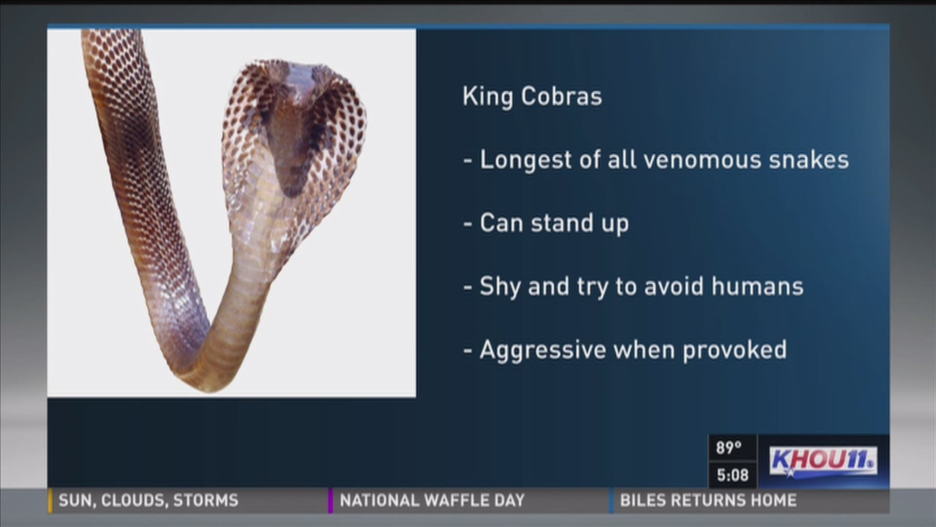 Everything you need to know about king cobras.