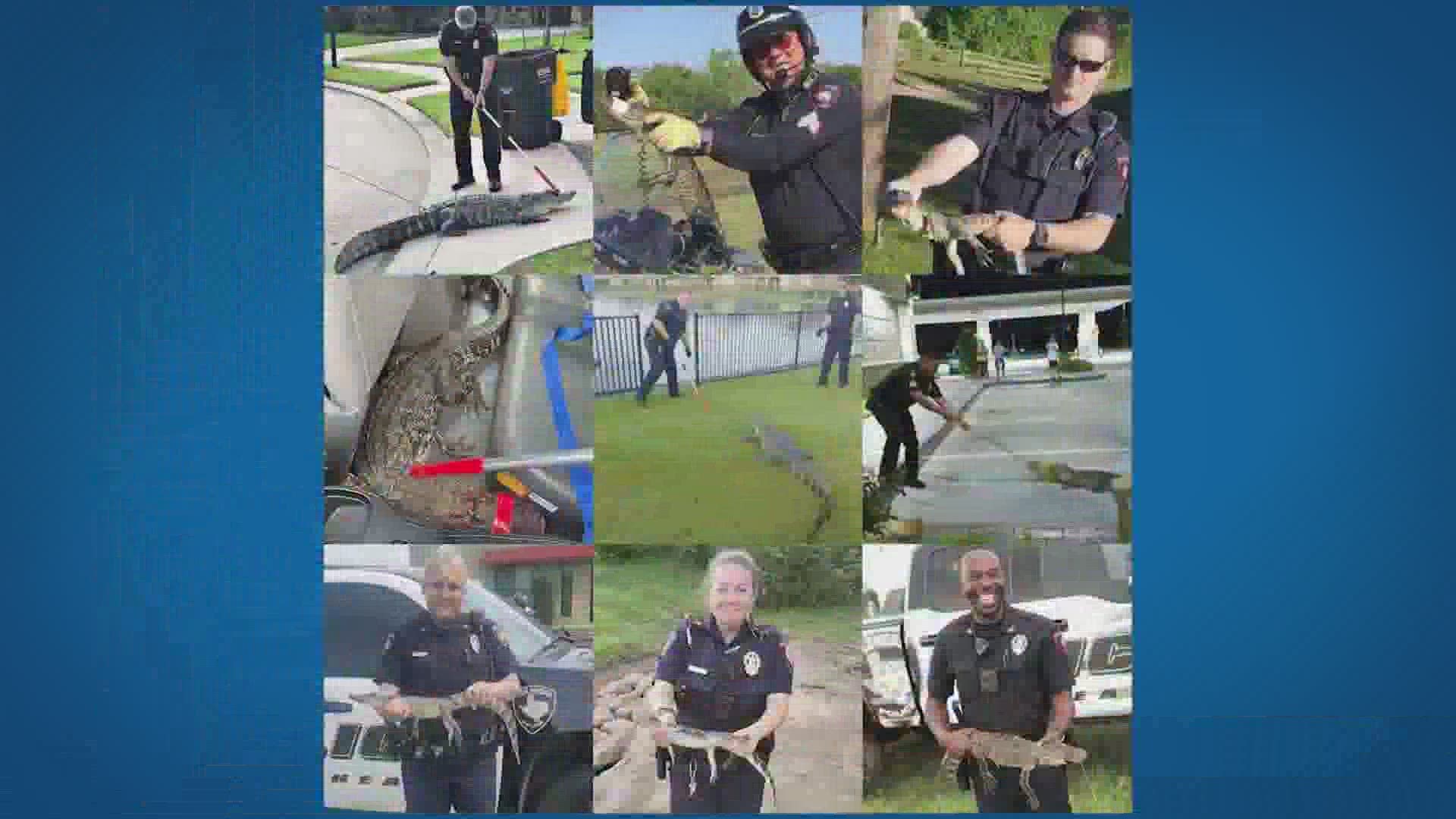Fulshear police have been snapping photos with the gators, which have been making their presence known quite frequently around town.