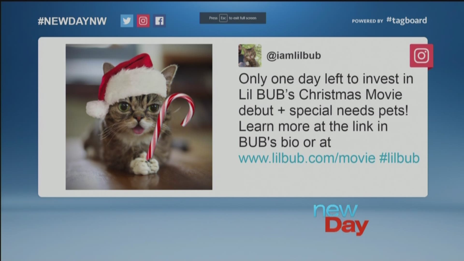 lil bub christmas
