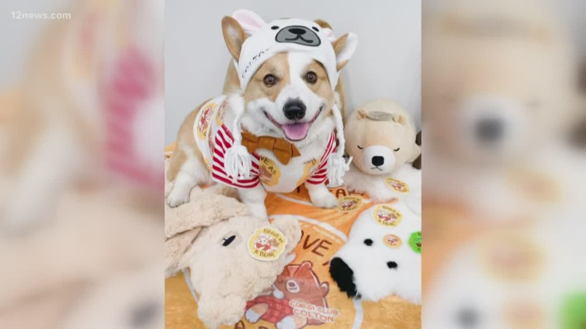 It's been a stressful week, so here's some good puppy news! Colton the corgi is in recovery after a recent surgery adorable puppies are ready to come home with you!