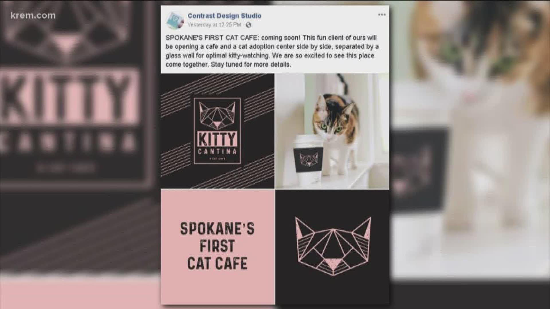 Kitty Cantina Spokane S First Cat Cafe To Open To Customers On June 8 Firstcoastnews Com