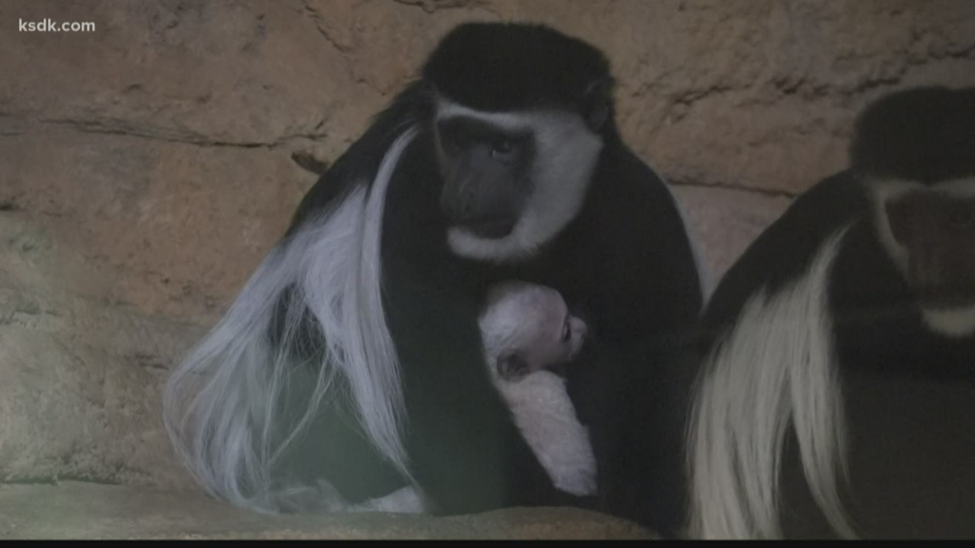 Stl news | Baby colobus monkey born at Saint Louis Zoo | www.semashow.com