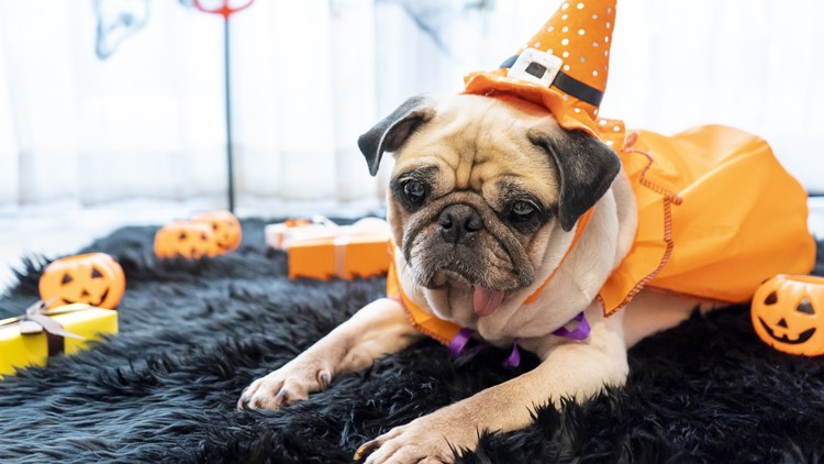 How to keep your pets safe and calm on Halloween night