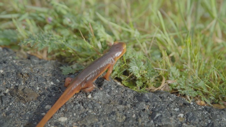 There's a long and dangerous road (literally) for newts to mate