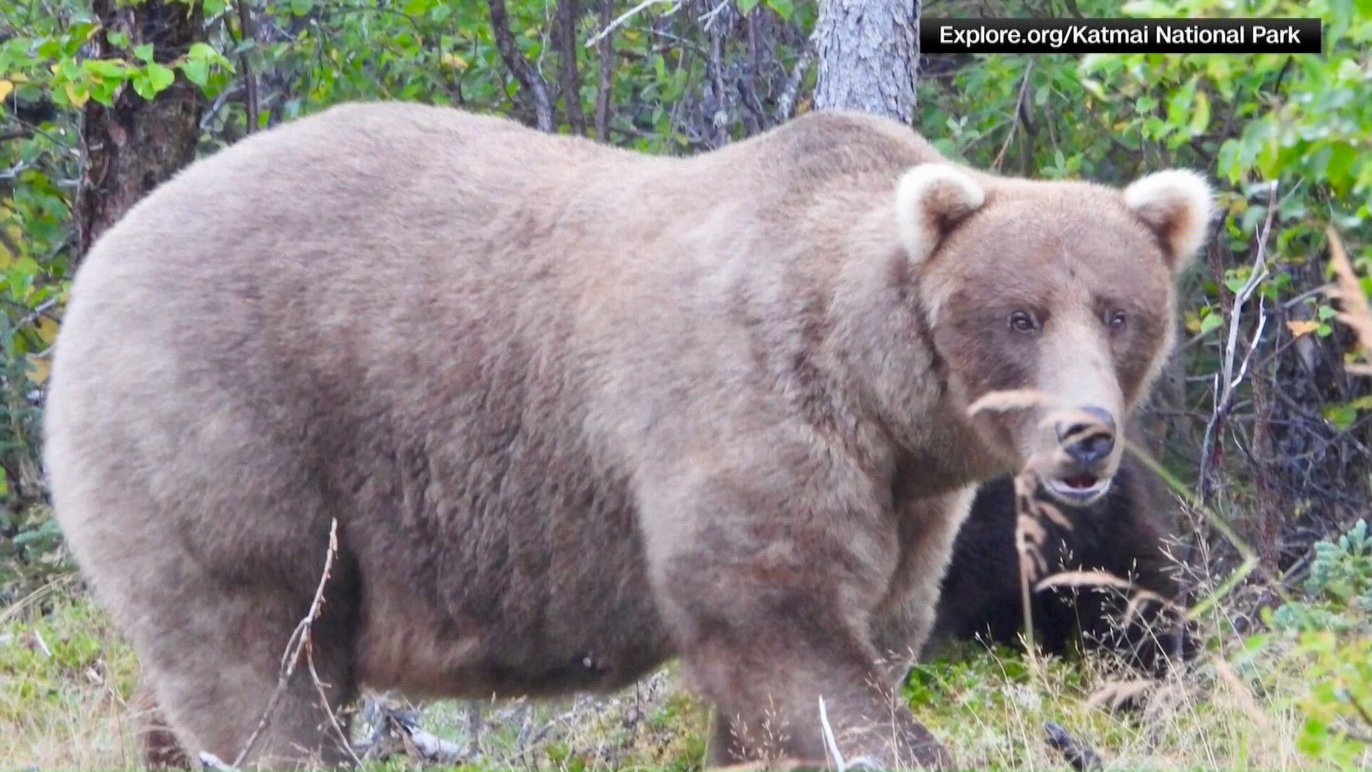 Fat Bear Week 2026 bracket: Chunk defends his crown against 15 salmon ...