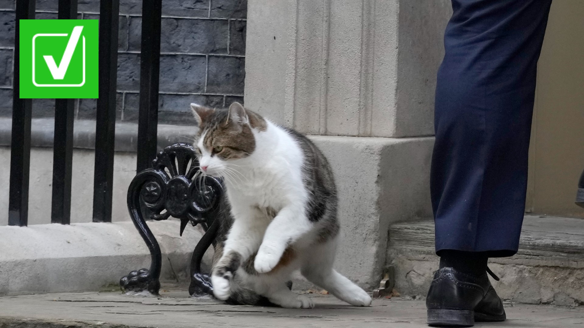 Larry The Cat Has Outlasted Last 4 UK Prime Ministers Firstcoastnews Com   B3b700db Bb73 451f A73e 800901ac0270 1920x1080 