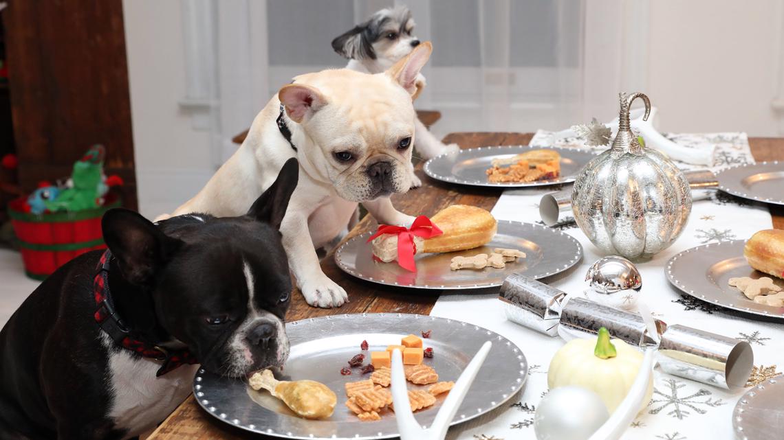 Many Common Thanksgiving Foods Aren’t Safe For Pets | Firstcoastnews.com